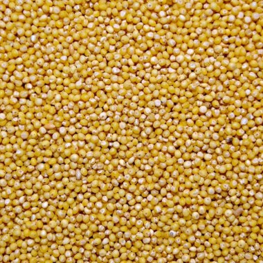 Насіння проса Костянтинівське ІР ім. В. Я. Юр'єва УААН СН-1