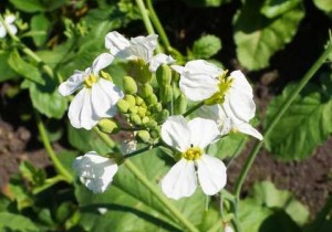 Редька олійна СН-1