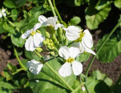 Редька олійна СН-1