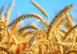 Безоста озима пшениця Сорріал