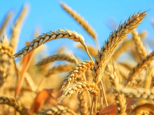 Посівний матеріал безостої озимої пшениці Сорріал