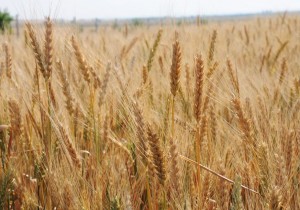 Безоста озима пшениця Спенсер еліта