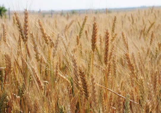 Насіння безостої озимої пшениці Спенсер