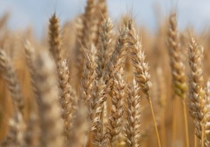 Остиста озима пшениця Ультім