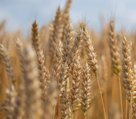 Насіння остистої озимої пшениці Ультім