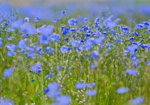 Льон Водограй СН-2
