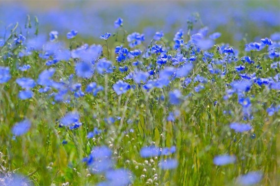 Льон Водограй СН-2