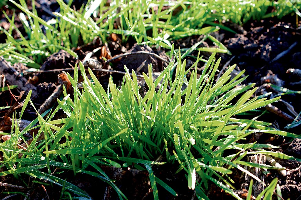 Необхідність  застосування мікродобрив для обробки насіння пшениці та ячменю